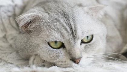 爱游戏下载-CPH Wolves 战队在 CCT 赛事中取得佳绩，cpg战队成员